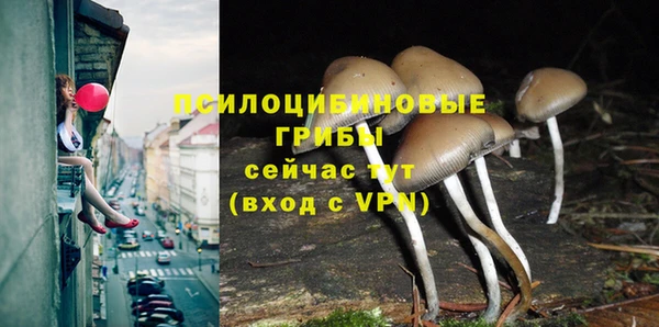 амф Снежногорск