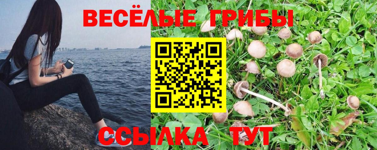 Галлюциногенные грибы Magic Shrooms  где продают   Гагарин  Вход с VPN 